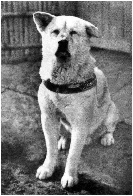 Akita inu hachiko, hačiko