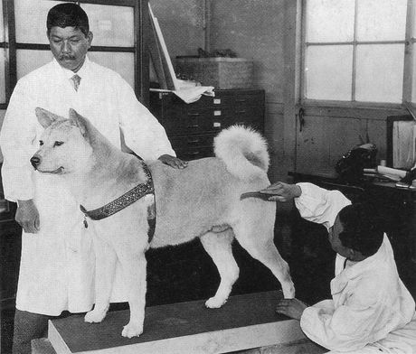 Akita inu hachiko, hačiko