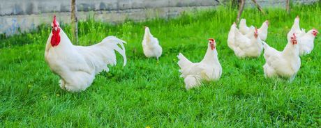 Najskuplja živina na svetu