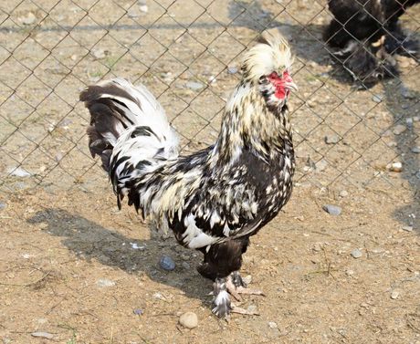 Najskuplja živina na svetu