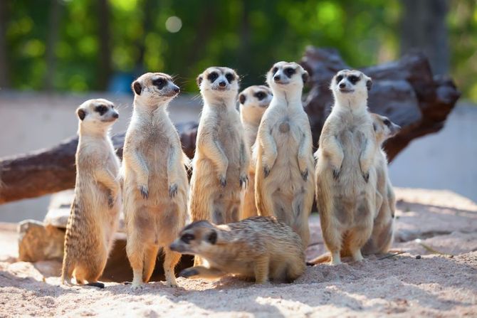 Svetski dan merkata 3. jul