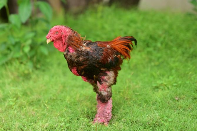 Najskuplja živina na svetu