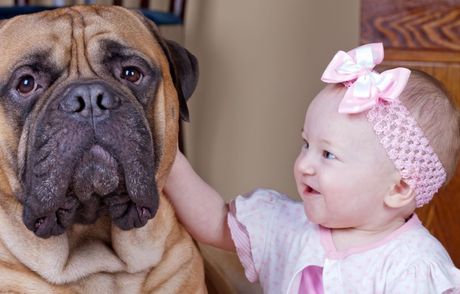 Rase pasa koji se ne slažu najbolje sa decom