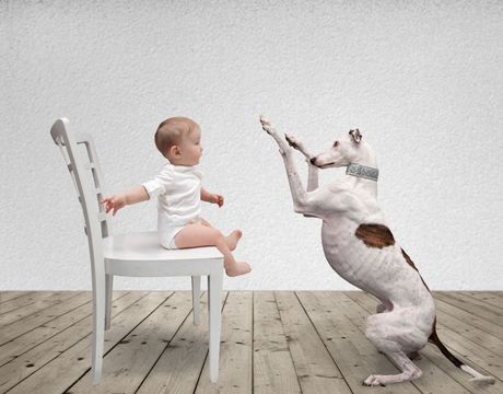 Rase pasa koji se ne slažu najbolje sa decom