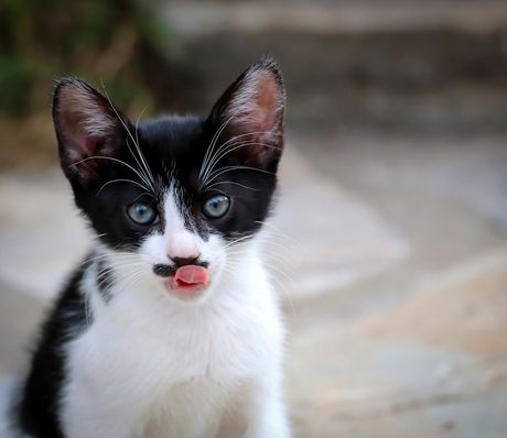 Mačije rase crno-bele dlake