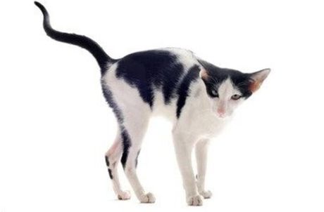 Mačije rase crno-bele dlake