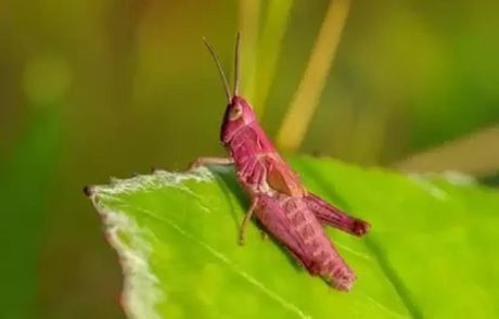 Ružičasti skakavac