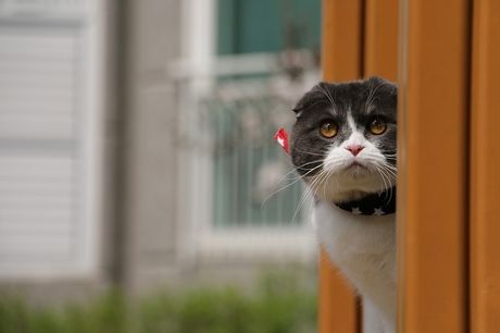 Mačije rase crno-bele dlake