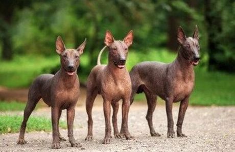 Meksički golokoži pas