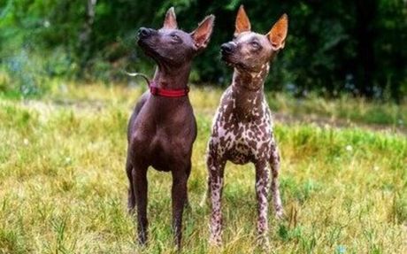 Meksički golokoži pas