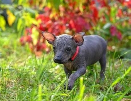 Meksički golokoži pas