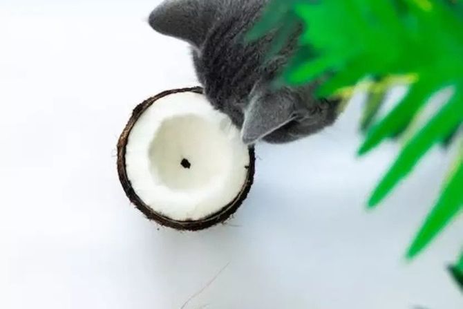 Kokosovo ulje u ishrani mačke