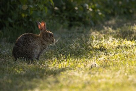Rashlađivanje kunića na vrućini