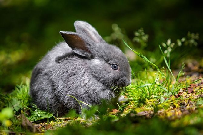 Rashlađivanje kunića na vrućini