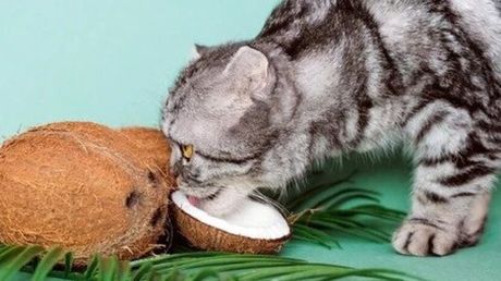 Kokosovo ulje u ishrani mačke
