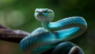Ovo su plave zmije, posebne i malobrojne u svetu: 13 najlepših gmizavaca u bojama vode i neba