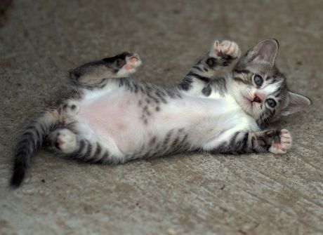 Mačija primordijalna torbica