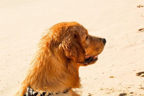 Pas i opekotine od sunca