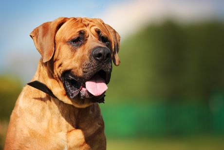 Tosa inu japanslki borac mastif, rasa pasa