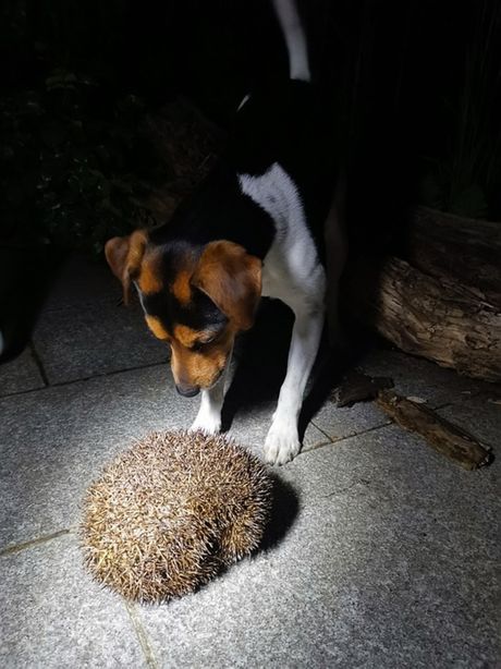 Jež i drugi kućni ljubimci