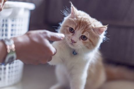 Kažnjavanje i disciplinovanje mačke