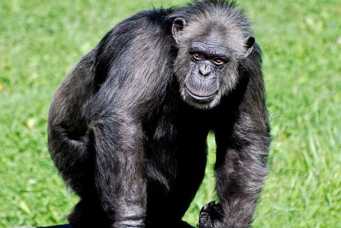 Svetski dan šimpanze 14. jul