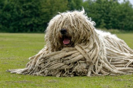 Komondor i puli sličnosti i razlike