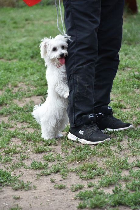 Najveći strahovi pasa