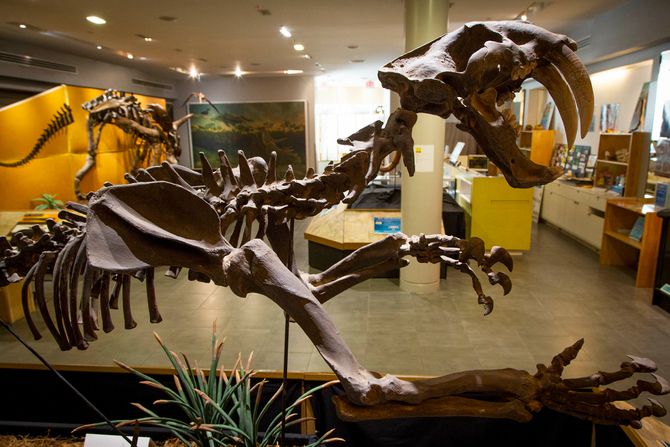 Sabljozuba mačka, skelet