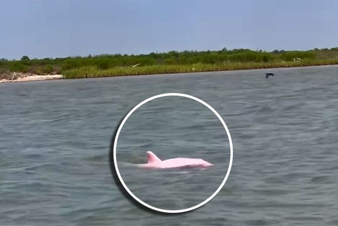 pink delfin