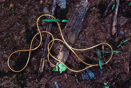 Strunaši ili Nematomorpha