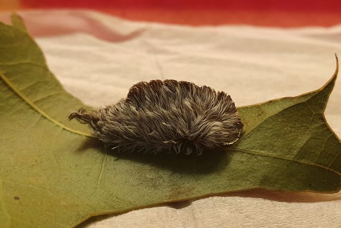 Dlakava gusenica, Megalopyge opercularis