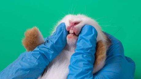 Prerastanje zuba kunića