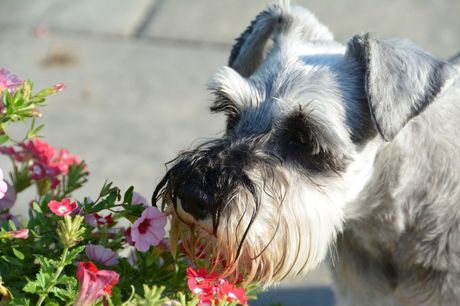 Najomiljeniji psi sa bradama