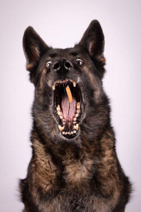 Hvatanje izgubljenog ili uplašenog psa