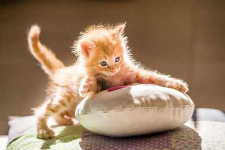 Mačići odvajanje od majke