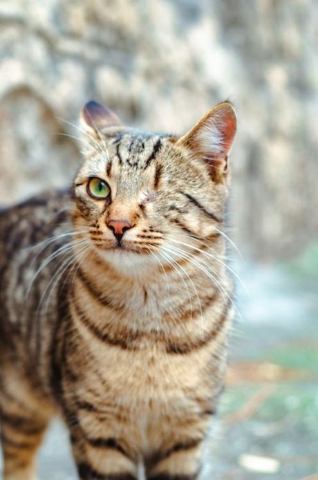 Mačka sa jednim okom