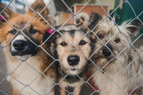 Rođendan svih pasa u azilima SAD 1- avgust