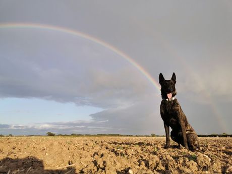 Može li pas da predoseti svoju smrt