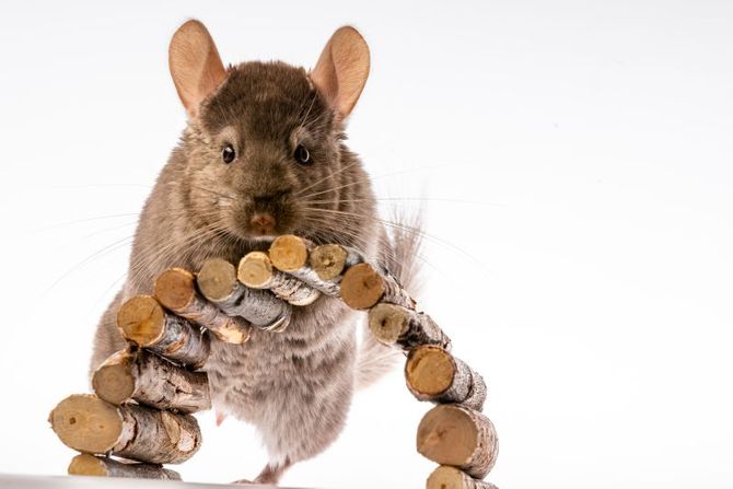 Bezbedne vrste drveta za činčilu