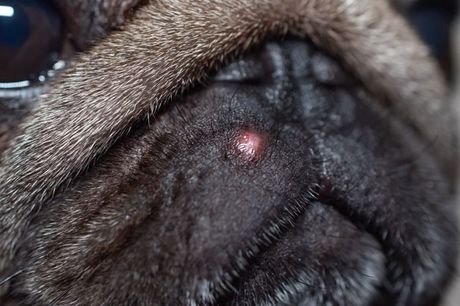 Bubuljice i akne kod pasa