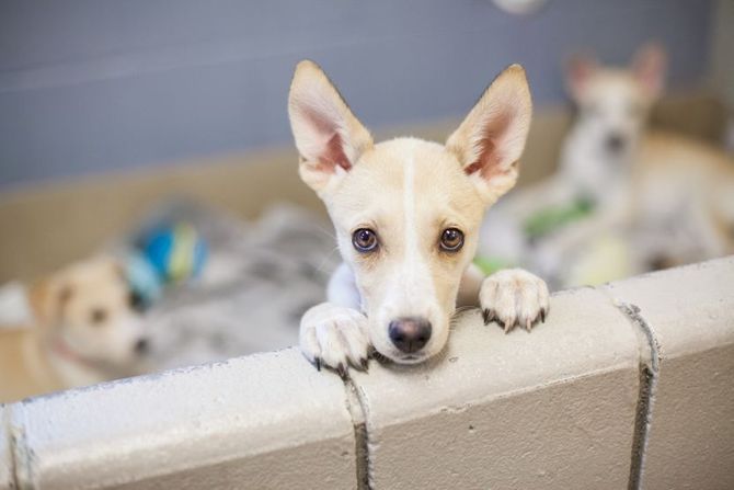 Rođendan svih pasa u azilima SAD 1- avgust