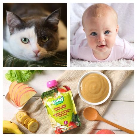 Mačka i hrana za bebe