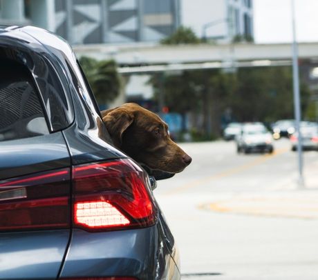 Neobezbeđena vožnja psa u automobilu