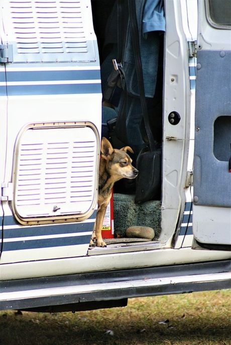 Neobezbeđena vožnja psa u automobilu