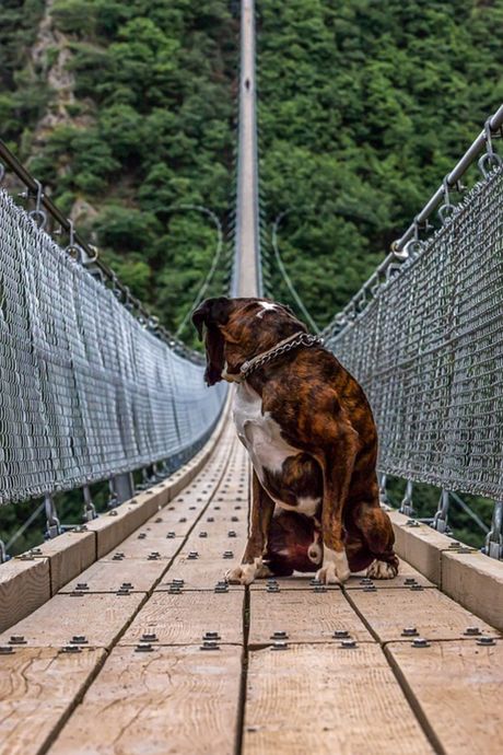 Pas učenje na sopstvenim greškama