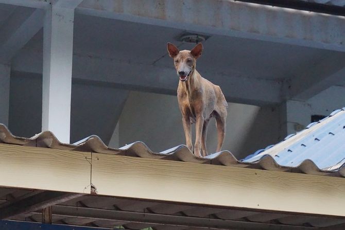 Pas učenje na sopstvenim greškama