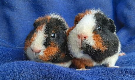 Učestalost velike nužde kod zamorca