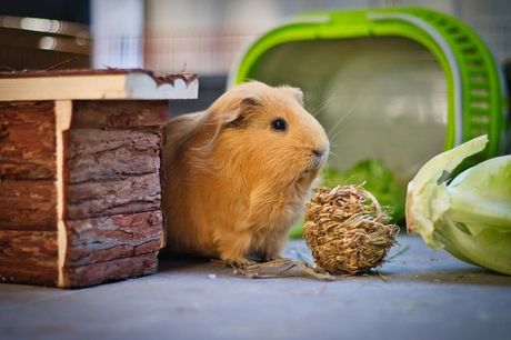 Učestalost velike nužde kod zamorca