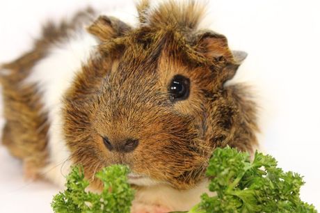 Učestalost velike nužde kod zamorca